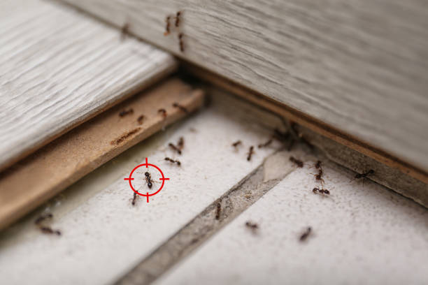 Best Best Pest Control Companies  in Greenwood Lake, NY