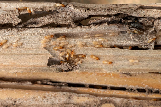 Best Flea Control Services  in Greenwood Lake, NY