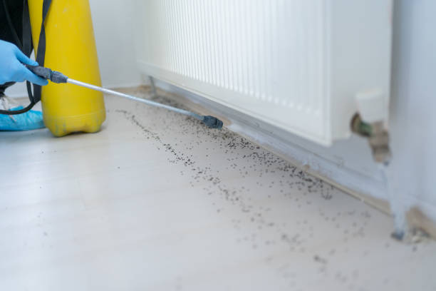 Wasp Removal Services in Greenwood Lake, NY